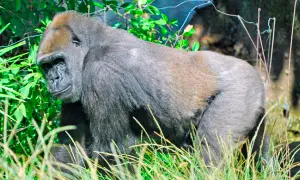 gorilla 300x180