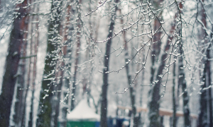 snowy scene - Iryna Yeroshko 300x180